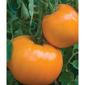 Isla's Garden Seeds Organic Seed 1 Golden Jubilee Tomato Seeds, 100+ Premium Heirloom Seeds, Popular Hot Seller and On Sale, (Isla's Garden Seeds), Non GMO Organic, 85% Germination Rate, Highest Quality Seeds