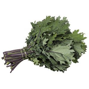 5GallonBucketHydro Organic Seed 1 Organic Kale Seeds - Red Russian Kale (150+ Seeds)