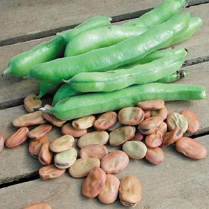 Isla's Garden Seeds Organic Seed 1 Fava Broad Windsor Seeds, 20 Premium Heirloom Seeds, Top selling popular choice, ON SALE!, (Isla's Garden Seeds), Non Gmo Organic Survival Seeds, Highest Quality!