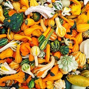 Sow No GMO Organic Seed 1 Organic Non-gmo Ornamental Gourd Mix 25 Seeds - Open-pollinated (Small Mixed)